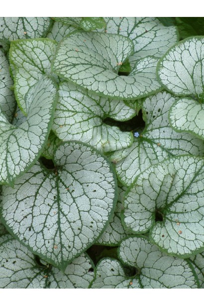 Бруннера великолиста Джек Фрост